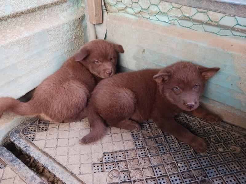 강아지분양애견직거래도그시장 - 애견분양, 애견교배, 분실견찾기, 애견종류, 애완견사진, 일반상식을 제공하는 강아지 직거래 장터 입니다.